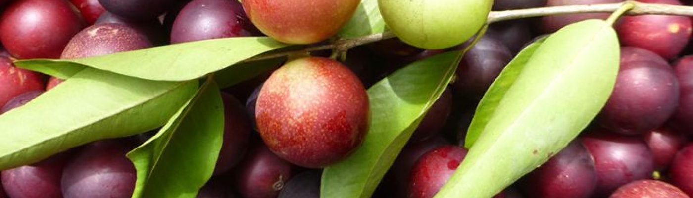 Camu camu, vitamin C